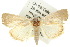  ( - 10ANIC-08494)  @11 [ ] CreativeCommons - Attribution (2010) CBG Photography Group Centre for Biodiversity Genomics