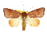  ( - 10ANIC-08502)  @14 [ ] CreativeCommons - Attribution (2010) CBG Photography Group Centre for Biodiversity Genomics