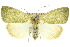  ( - 10ANIC-08529)  @13 [ ] CreativeCommons - Attribution (2010) CBG Photography Group Centre for Biodiversity Genomics