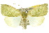  (Earias subviridis - 10ANIC-08531)  @14 [ ] CreativeCommons - Attribution (2010) CBG Photography Group Centre for Biodiversity Genomics