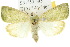  ( - 10ANIC-08538)  @11 [ ] CreativeCommons - Attribution (2010) CBG Photography Group Centre for Biodiversity Genomics