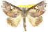  (Pterogonia - 10ANIC-08569)  @15 [ ] CreativeCommons - Attribution (2010) CBG Photography Group Centre for Biodiversity Genomics