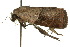  ( - 10ANIC-08571)  @13 [ ] CreativeCommons - Attribution (2010) CBG Photography Group Centre for Biodiversity Genomics