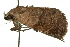  ( - 10ANIC-08572)  @13 [ ] CreativeCommons - Attribution (2010) CBG Photography Group Centre for Biodiversity Genomics