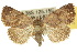  (Churia - 10ANIC-08573)  @15 [ ] CreativeCommons - Attribution (2010) CBG Photography Group Centre for Biodiversity Genomics