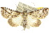  (Risoba obstructa - 10ANIC-08574)  @15 [ ] CreativeCommons - Attribution (2010) CBG Photography Group Centre for Biodiversity Genomics