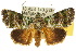  ( - 10ANIC-08585)  @15 [ ] CreativeCommons - Attribution (2010) CBG Photography Group Centre for Biodiversity Genomics