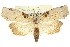  ( - 10ANIC-08592)  @11 [ ] CreativeCommons - Attribution (2010) CBG Photography Group Centre for Biodiversity Genomics