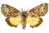  ( - 10ANIC-08606)  @15 [ ] CreativeCommons - Attribution (2010) CBG Photography Group Centre for Biodiversity Genomics