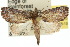  ( - 10ANIC-08635)  @14 [ ] CreativeCommons - Attribution (2010) CBG Photography Group Centre for Biodiversity Genomics