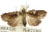  ( - 10ANIC-08640)  @11 [ ] CreativeCommons - Attribution (2010) CBG Photography Group Centre for Biodiversity Genomics