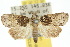  ( - 10ANIC-08652)  @11 [ ] CreativeCommons - Attribution (2010) CBG Photography Group Centre for Biodiversity Genomics