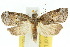  ( - 10ANIC-08653)  @11 [ ] CreativeCommons - Attribution (2010) CBG Photography Group Centre for Biodiversity Genomics