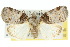  ( - 10ANIC-08660)  @11 [ ] CreativeCommons - Attribution (2010) CBG Photography Group Centre for Biodiversity Genomics