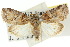  ( - 10ANIC-08661)  @11 [ ] CreativeCommons - Attribution (2010) CBG Photography Group Centre for Biodiversity Genomics