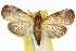  (Gyrtothripa pusilla PS2 - 10ANIC-08670)  @15 [ ] CreativeCommons - Attribution (2010) CBG Photography Group Centre for Biodiversity Genomics