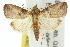  (Gyrtothripa pusilla - 10ANIC-08672)  @15 [ ] CreativeCommons - Attribution (2010) CBG Photography Group Centre for Biodiversity Genomics