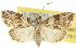  ( - 10ANIC-08676)  @15 [ ] CreativeCommons - Attribution (2010) CBG Photography Group Centre for Biodiversity Genomics