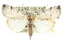 ( - 10ANIC-08694)  @15 [ ] CreativeCommons - Attribution (2010) CBG Photography Group Centre for Biodiversity Genomics