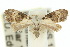  (Nola sp. ANIC2 - 10ANIC-08726)  @14 [ ] CreativeCommons - Attribution (2010) CBG Photography Group Centre for Biodiversity Genomics