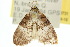  ( - 10ANIC-08731)  @12 [ ] CreativeCommons - Attribution (2010) CBG Photography Group Centre for Biodiversity Genomics
