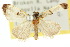  ( - 10ANIC-08734)  @11 [ ] CreativeCommons - Attribution (2010) CBG Photography Group Centre for Biodiversity Genomics