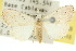  ( - 10ANIC-08735)  @11 [ ] CreativeCommons - Attribution (2010) CBG Photography Group Centre for Biodiversity Genomics
