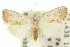  ( - 10ANIC-08736)  @11 [ ] CreativeCommons - Attribution (2010) CBG Photography Group Centre for Biodiversity Genomics