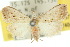  (Nola achromia - 10ANIC-08737)  @11 [ ] CreativeCommons - Attribution (2010) CBG Photography Group Centre for Biodiversity Genomics
