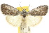  ( - 10ANIC-08749)  @11 [ ] CreativeCommons - Attribution (2010) CBG Photography Group Centre for Biodiversity Genomics