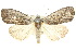  ( - 10ANIC-08750)  @15 [ ] CreativeCommons - Attribution (2010) CBG Photography Group Centre for Biodiversity Genomics