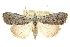  (Nola goniophora - 10ANIC-08752)  @15 [ ] CreativeCommons - Attribution (2010) CBG Photography Group Centre for Biodiversity Genomics