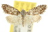  (Nola lechriopa - 10ANIC-08763)  @11 [ ] CreativeCommons - Attribution (2010) CBG Photography Group Centre for Biodiversity Genomics