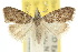  ( - 10ANIC-08764)  @11 [ ] CreativeCommons - Attribution (2010) CBG Photography Group Centre for Biodiversity Genomics