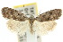  ( - 10ANIC-08765)  @11 [ ] CreativeCommons - Attribution (2010) CBG Photography Group Centre for Biodiversity Genomics