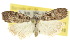  (Nola aenictis - 10ANIC-08767)  @15 [ ] CreativeCommons - Attribution (2010) CBG Photography Group Centre for Biodiversity Genomics