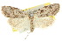  (Nola phloeophila - 10ANIC-08769)  @11 [ ] CreativeCommons - Attribution (2010) CBG Photography Group Centre for Biodiversity Genomics