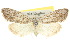 (Nola sp. ANIC3 - 10ANIC-08771)  @11 [ ] CreativeCommons - Attribution (2010) CBG Photography Group Centre for Biodiversity Genomics