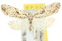 ( - 10ANIC-08773)  @11 [ ] CreativeCommons - Attribution (2010) CBG Photography Group Centre for Biodiversity Genomics