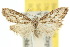  (Nola plagioschema - 10ANIC-08775)  @11 [ ] CreativeCommons - Attribution (2010) CBG Photography Group Centre for Biodiversity Genomics