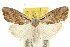  ( - 10ANIC-08779)  @11 [ ] CreativeCommons - Attribution (2010) CBG Photography Group Centre for Biodiversity Genomics