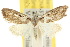  ( - 10ANIC-08780)  @11 [ ] CreativeCommons - Attribution (2010) CBG Photography Group Centre for Biodiversity Genomics