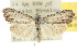  ( - 10ANIC-08781)  @12 [ ] CreativeCommons - Attribution (2010) CBG Photography Group Centre for Biodiversity Genomics