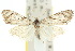  ( - 10ANIC-08782)  @11 [ ] CreativeCommons - Attribution (2010) CBG Photography Group Centre for Biodiversity Genomics