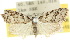 (Nola melanogramma - 10ANIC-08786)  @15 [ ] CreativeCommons - Attribution (2010) CBG Photography Group Centre for Biodiversity Genomics