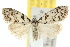  ( - 10ANIC-08787)  @11 [ ] CreativeCommons - Attribution (2010) CBG Photography Group Centre for Biodiversity Genomics