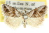  (Nola niphostena - 10ANIC-08790)  @13 [ ] CreativeCommons - Attribution (2010) CBG Photography Group Centre for Biodiversity Genomics