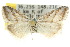  (Nola irenica - 10ANIC-08793)  @14 [ ] CreativeCommons - Attribution (2010) CBG Photography Group Centre for Biodiversity Genomics