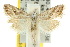  ( - 10ANIC-08800)  @14 [ ] CreativeCommons - Attribution (2010) CBG Photography Group Centre for Biodiversity Genomics