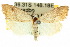  (Nola belotypa - 10ANIC-08805)  @15 [ ] CreativeCommons - Attribution (2010) CBG Photography Group Centre for Biodiversity Genomics